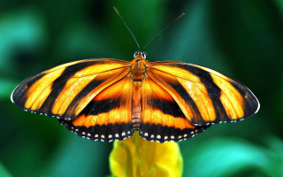 Orange butterfly flower glowing macro - its wing free wallpaper