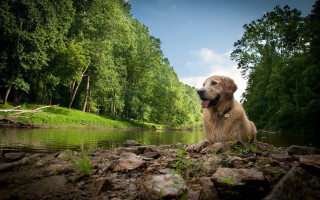 Dog rocks river trees clouds - the background and a sky background free wallpaper for desktop