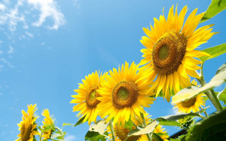 Sunflowers field blue sky clouds 2 - sun free wallpaper for desktop