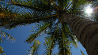 Palm tree sunshine leaves blue 2 - free sky wallpaper