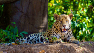 Leopard shade tree open mouth - a leopard free wallpaper