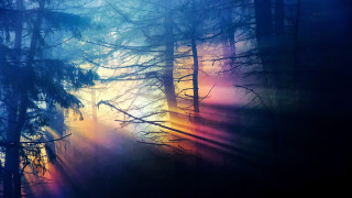 Bright forest holography volumetric light - the middle of the forest free wallpaper