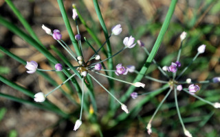 Purple white flower macro bokeh - stem free wallpaper