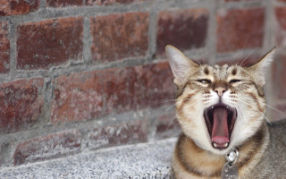 Cat yawning ledge blurry shiba - a ledge free wallpaper