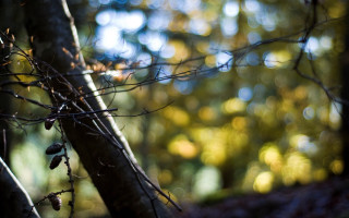 Branch leaves woods sunlight bokeh - the tree behind free wallpaper