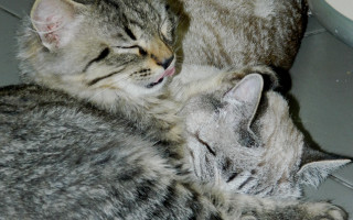 Two cats sleeping jigsaw animal - maya free wallpaper