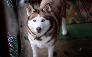 Husky blue eyes fence chair - husky free wallpaper