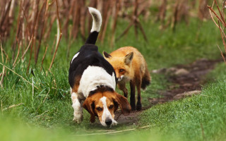 Dogs walking grass sniffing bamboo - two dog free wallpaper