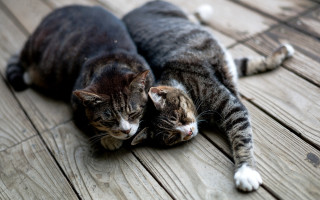 Two cats wooden floor blurry - free cats wallpaper