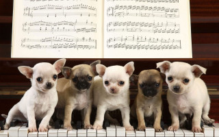 Small dogs piano music puzzle - a piano free wallpaper