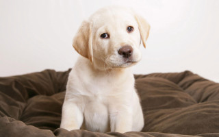 White puppy brown blanket sad - a brown blanket free wallpaper