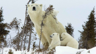 Polar bear cubs snow forest - her cub free wallpaper