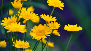 Yellow flowers vase table blue 2 - yellow flower free wallpaper