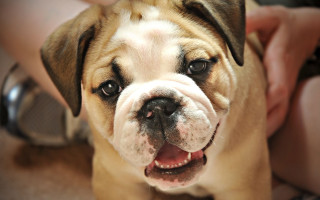 Smiling dog shiba inu blurry - smiling free wallpaper