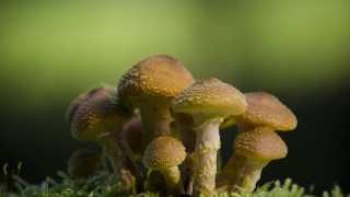 Mushrooms mossy surface sunlight green - a group of mushrooms free wallpaper
