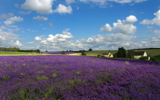 Lavender field blue sky houses - the distance in the distance free wallpaper