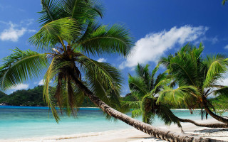 Palm tree beach mountain clouds - clear free wallpaper for desktop