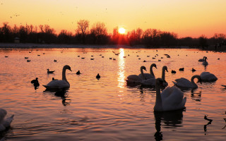 Swans dusk reflection beach sunset - evening free wallpaper