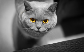 Black cat yellow eyes looking 2 - yellow eye free wallpaper for desktop