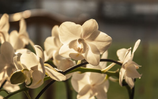 Flower butterfly lily background bokeh - a blurry background of grass free wallpaper