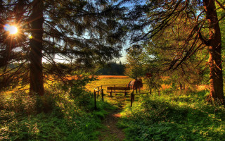 Woodland path horse autumn sunset - a path free wallpaper