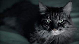 Serious green eyed cat on - angry free wallpaper for desktop