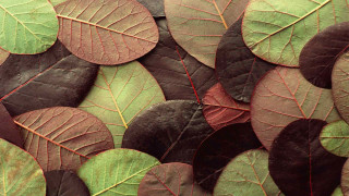 Leaves closeup red green centers - a close up of a group free wallpaper