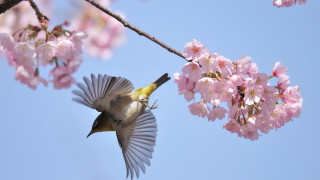 Bird flying cherry blossoms blue - branch free wallpaper for desktop
