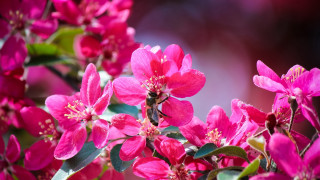 Bee pink flower green leaves 5 - green leaf and buds free wallpaper