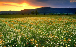 Flower field sunset mountains clouds 2 - a sunset in the background and mountains free wallpaper