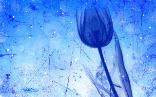 Blue flower blue background starry - white dot free wallpaper