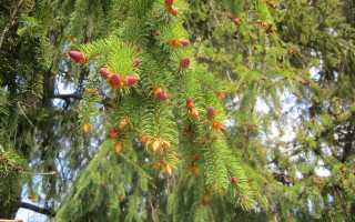 Christmas berry tree nature garden - red berry free wallpaper for desktop