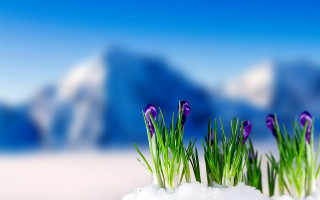 Purple flowers snow mountain ecological - the snow next free wallpaper