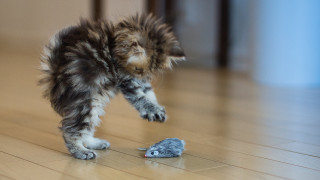 Kitten playing mouse wooden floor - the floor of a house free wallpaper for desktop