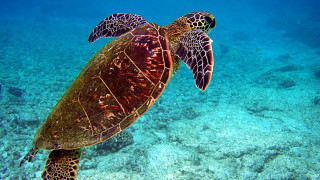 Turtle ocean coral fish nature - a turtle swimming in the ocean free wallpaper