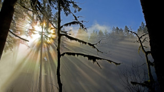 Sunbeam through woods fog mist - a sunbeam free wallpaper