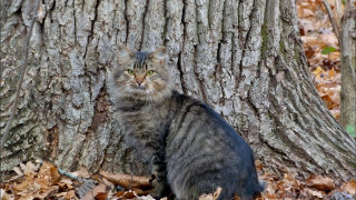 Cat leaves tree woods forest - felix octavius carr darley free wallpaper for desktop