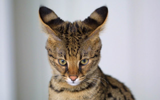 Serious cat large ear symmetrical - perfect facial symmetry free wallpaper