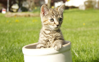 Small kitten white pot grass - conceptual free wallpaper for desktop