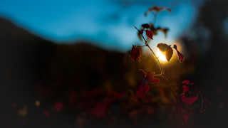 Flower sun blurry macro hair - the sun in the distance free wallpaper for desktop