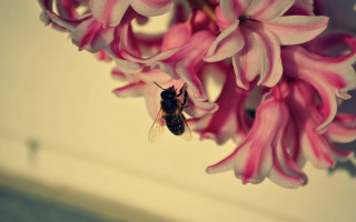 Bee flowers vase watercolor macro - paper free wallpaper