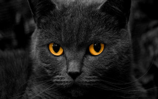 Black cat yellow eyes gothic 27 - symmetrical eye free wallpaper