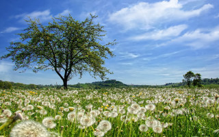 Dandelion field blue sky horizon - a tree in the background free wallpaper