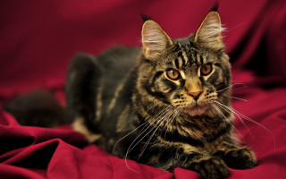 Cat sad red blanket focus 2 - a red blanket free wallpaper