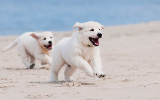 White puppies beach ocean impressionist - their paw free wallpaper