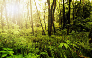 Lush green forest trees fern - a lush green forest free wallpaper for desktop