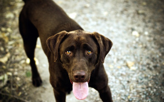 Dog tongue out gravel path - its tongue free wallpaper