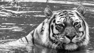 Tiger swimming water head above - a tiger free wallpaper for desktop