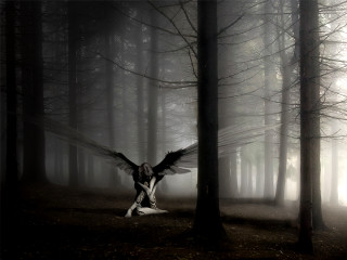 Woman wings dark forest fog - fog and trees free wallpaper