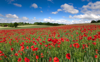Red flower field blue sky 3 - dave allsop free wallpaper